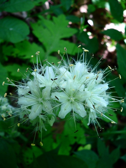 {Hydrophyllum macrophyllum}
